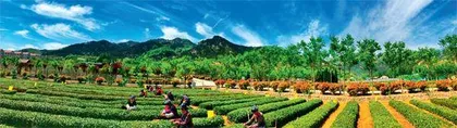 山海间,一片树叶富一方百姓