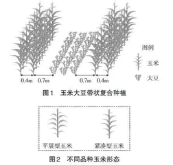 “国家食用油安全”系列试题设计