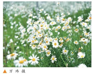 不一样的“桂花鸭”