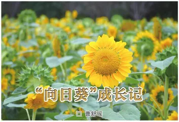 “向日葵”成长记