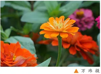 在小小的种植园里挖呀挖