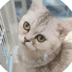 一只流浪猫 