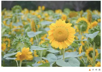 家园携手 静待花开