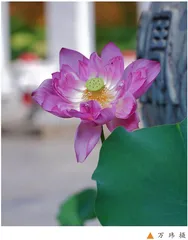 那片芬芳的花瓣