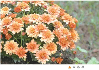 静待花开