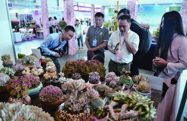 当植物变成潮玩2