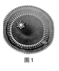 巧用探究活动建构生物学核心概念  