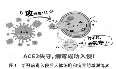 以“免疫调节”为例谈高中生物学教学中的生命观念培养