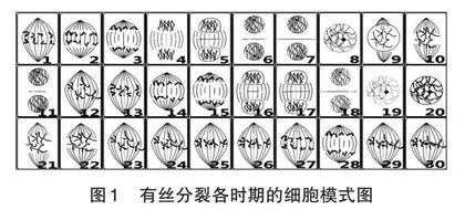 基于科学思维的探究式教学 