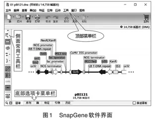 SnapGene软件在高中生物学深度学习中的应用研究