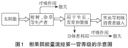 指向科学思维培养的高中生物学一轮复习教学实践