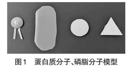 基于生物科学史的模型建构教学探究