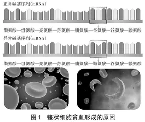 基于模型建构的进阶式概念教学研究