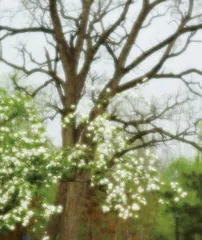 雾中花1