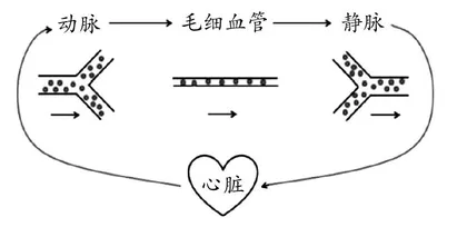“人体的血液循环”（第1课时）教学设计及反思
