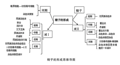 论述如何利用建模进行有效的课堂教学 