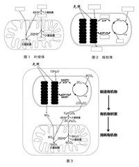 核心素养视域下高三生物学单元复习作业设计