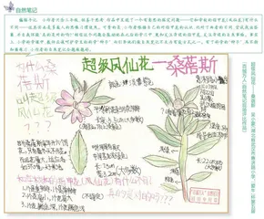 超级凤仙花