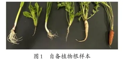 基于思维型课堂教学《植物的根》