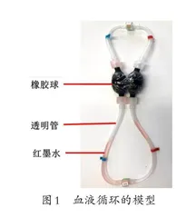 基于“系统与模型”教学《血液循环》