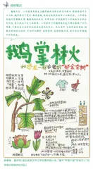 鹅掌楸