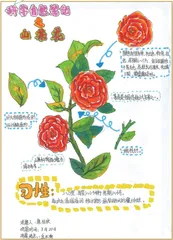 山茶花