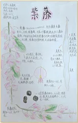 紫藤