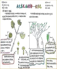 未见其花，先闻其香——结香花