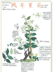 风车茉莉