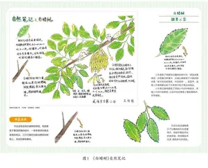 例谈自然笔记指导策略