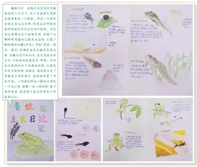 青蛙生长日记