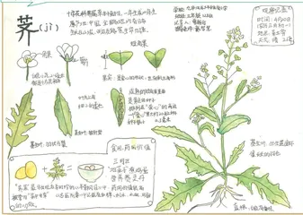 荠