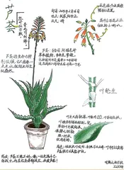 芦荟