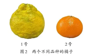 在观察和比较中培养学生高阶思维  