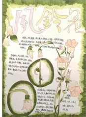 风铃花
