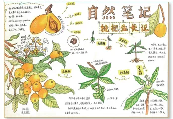 枇杷