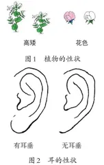 模型建构、解释及预测系列（1）：孟德尔的遗传因子