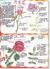 月季和玫瑰