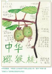中华猕猴桃 