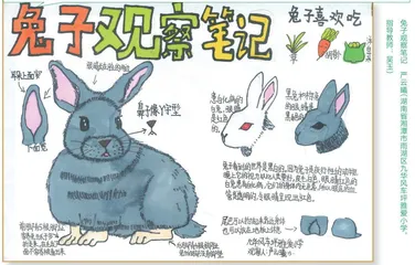兔子观察笔记 
