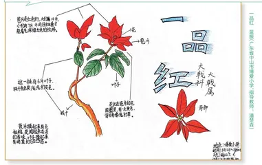 一品红 