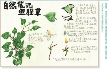 鱼腥草 