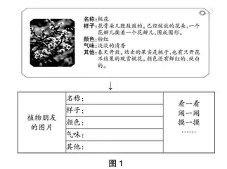 走近植物朋友，用心观察感受