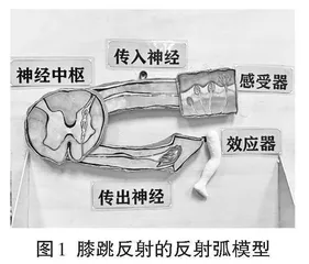 新课标理念下初中生物学“五育并举”浸透式教学实践0