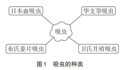 思维导图结合口诀法在“人体寄生虫学”教学中的应用