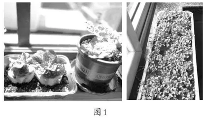 小学语文创编故事跨学科学习教学探究