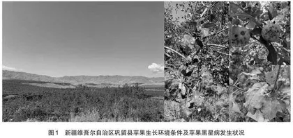 “农业植物病理学”教学案例应用与效果评价