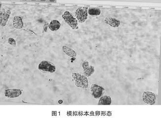 模拟标本在寄生虫检验中的应用
