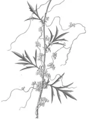 靠“卷”而生的菟丝子