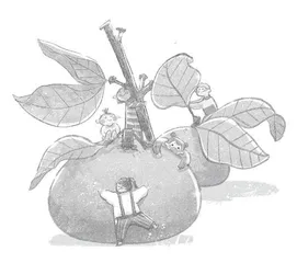 小蜜橘，大光芒